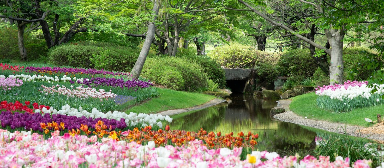 purple flowers near green trees and river during daytime